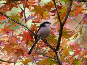 2020年11月29日(日) 大和民族公園(奈良県)の野鳥観察記録