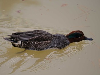 コガモ 大和民族公園(奈良県) 2020年11月29日(日)