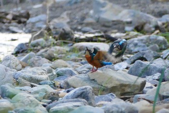 カワセミ 入間川　豊水橋付近 2016年10月21日(金)