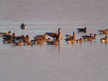 2020年12月6日(日) ウトナイ湖の野鳥観察記録