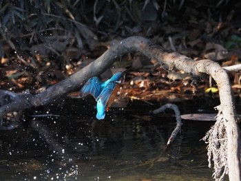 Common Kingfisher Aobayama Park Sun, 12/6/2020