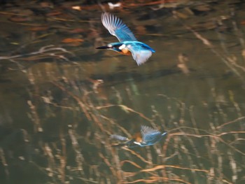 Common Kingfisher Aobayama Park Sun, 12/6/2020