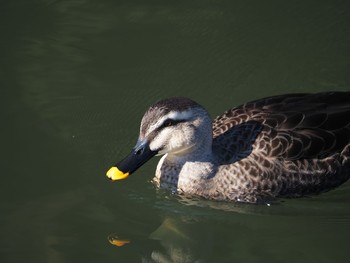 Eastern Spot-billed Duck Aobayama Park Sun, 12/6/2020