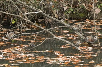 2020年11月28日(土) 寺家ふるさと村の野鳥観察記録