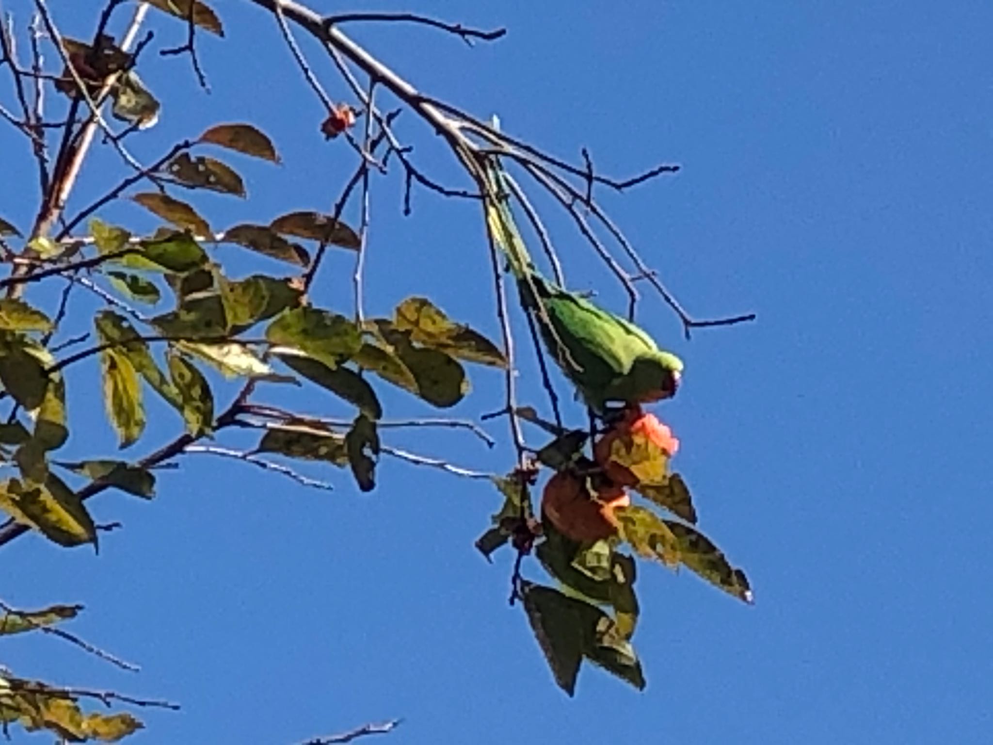 小石川植物園の近く ワカケホンセイインコの写真 by 近所の野鳥