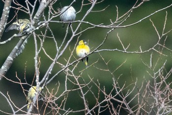 Eurasian Siskin 丹沢 Sun, 12/6/2020