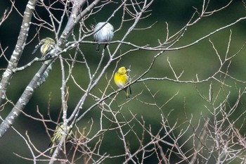 Eurasian Siskin 丹沢 Sun, 12/6/2020