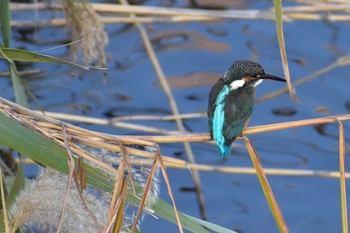 Sun, 12/6/2020 Birding report at 芝川第一調節池(芝川貯水池)