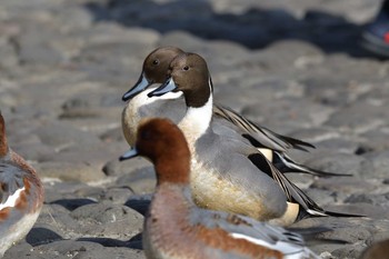 オナガガモ 見沼自然公園 2020年12月6日(日)