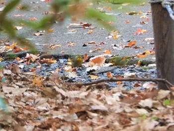 ソウシチョウ 井頭公園 2020年12月5日(土)