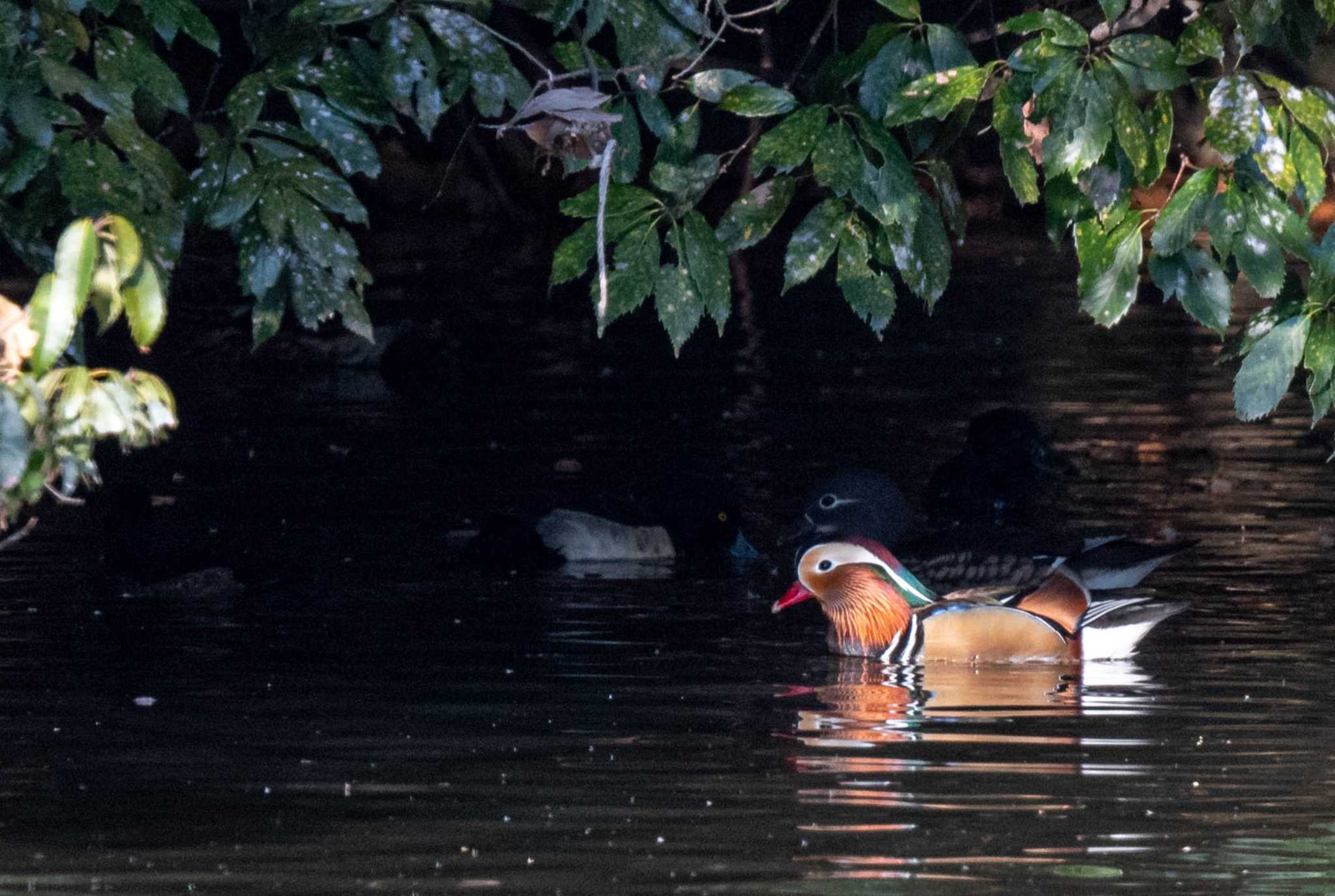 Photo of Mandarin Duck at 奈良県生駒市 by veritas_vita