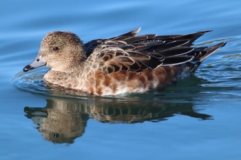 Eurasian Wigeon 三ツ寺公園 Mon, 12/7/2020