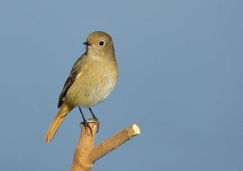 Daurian Redstart 愛知県 Sun, 12/6/2020