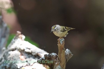 Goldcrest Lake Kawaguchiko Sat, 7/16/2016