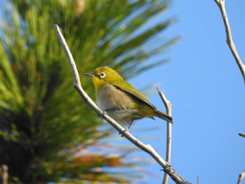 2020年12月6日(日) ふなばし三番瀬海浜公園の野鳥観察記録