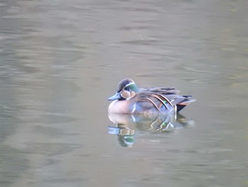 2020年12月5日(土) 井頭公園の野鳥観察記録