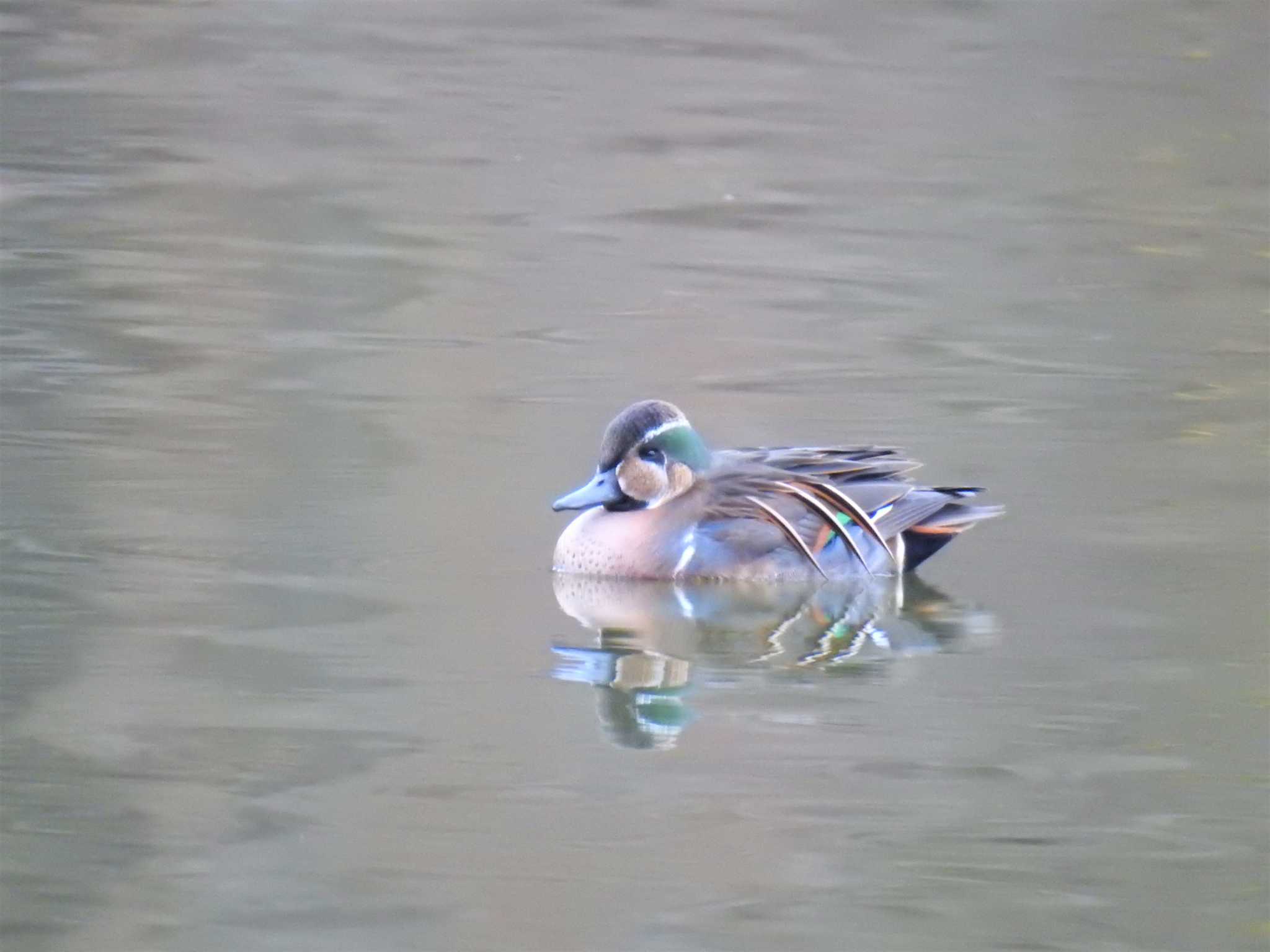 Baikal Teal