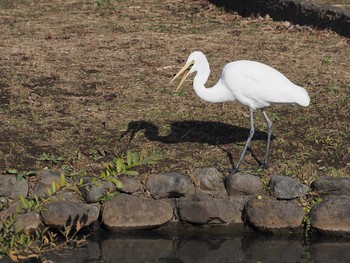 ダイサギ 蟹ヶ谷公園 2020年12月4日(金)