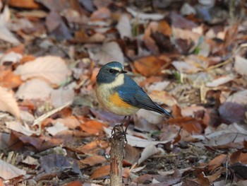 Red-flanked Bluetail 大和民族公園(奈良県) Sat, 12/5/2020