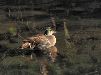 2020年12月7日(月) 中里公園(寒川町)の野鳥観察記録