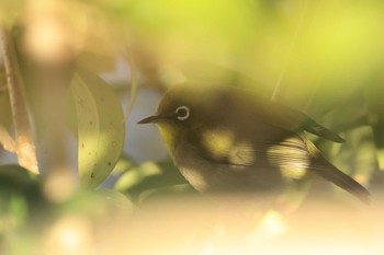 Warbling White-eye 甲子園浜(兵庫県西宮市) Sun, 12/6/2020