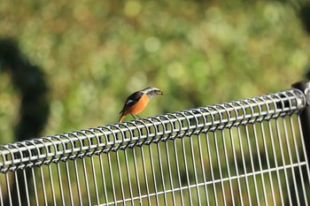 Daurian Redstart 甲子園浜(兵庫県西宮市) Sun, 12/6/2020