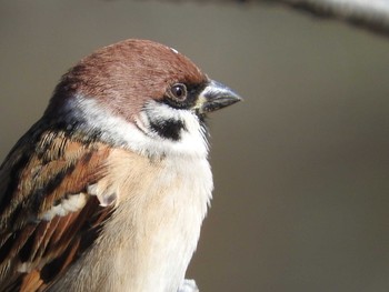 Eurasian Tree Sparrow Unknown Spots Fri, 12/4/2020