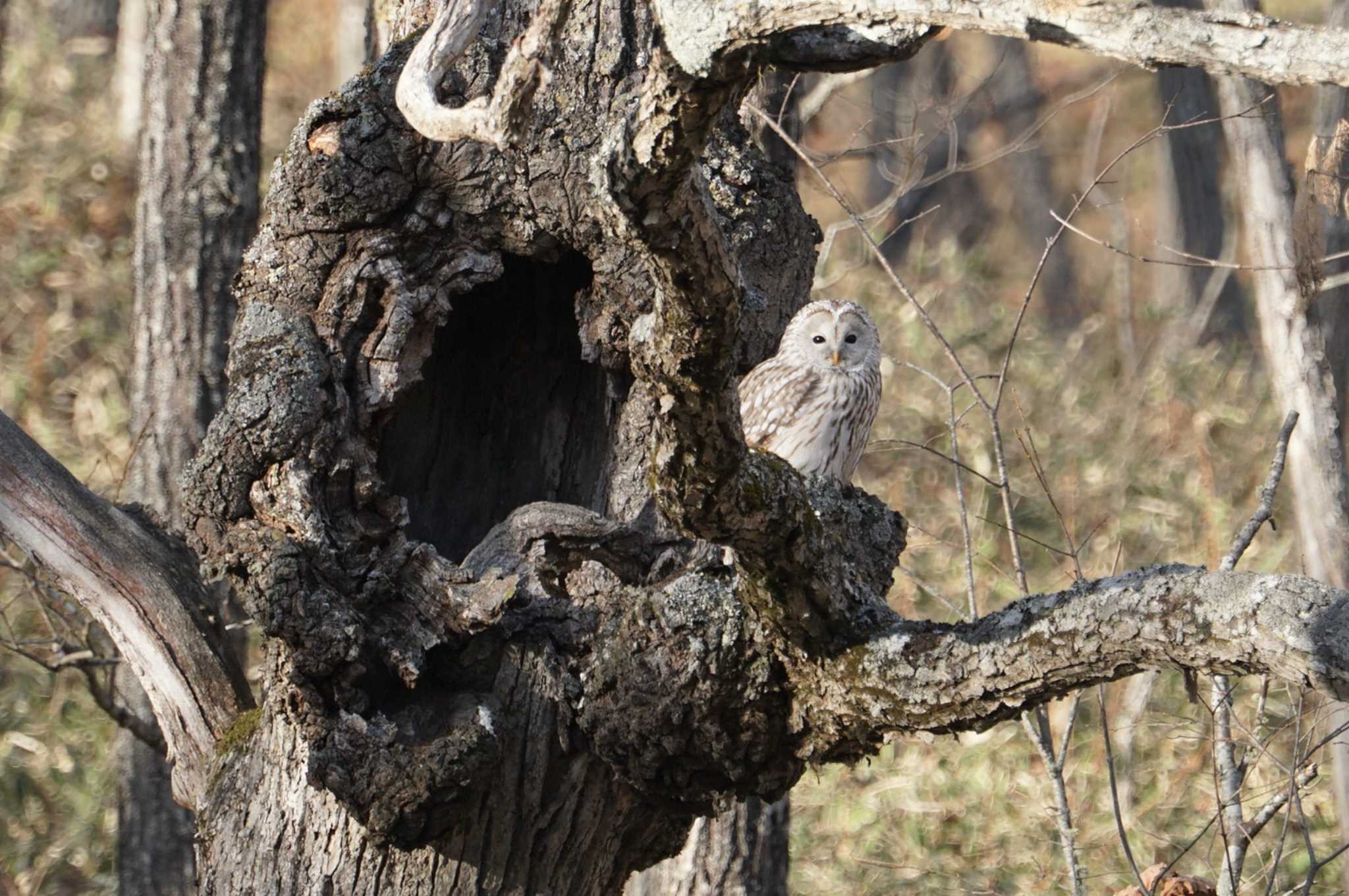 Ural Owl(japonica)