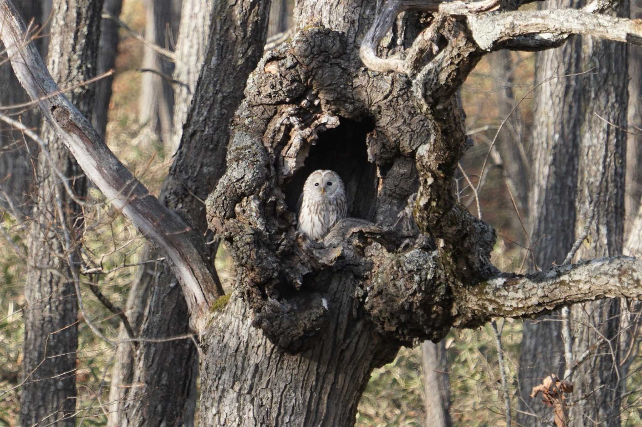 Photo of Ural Owl(japonica) at 道東 by マル