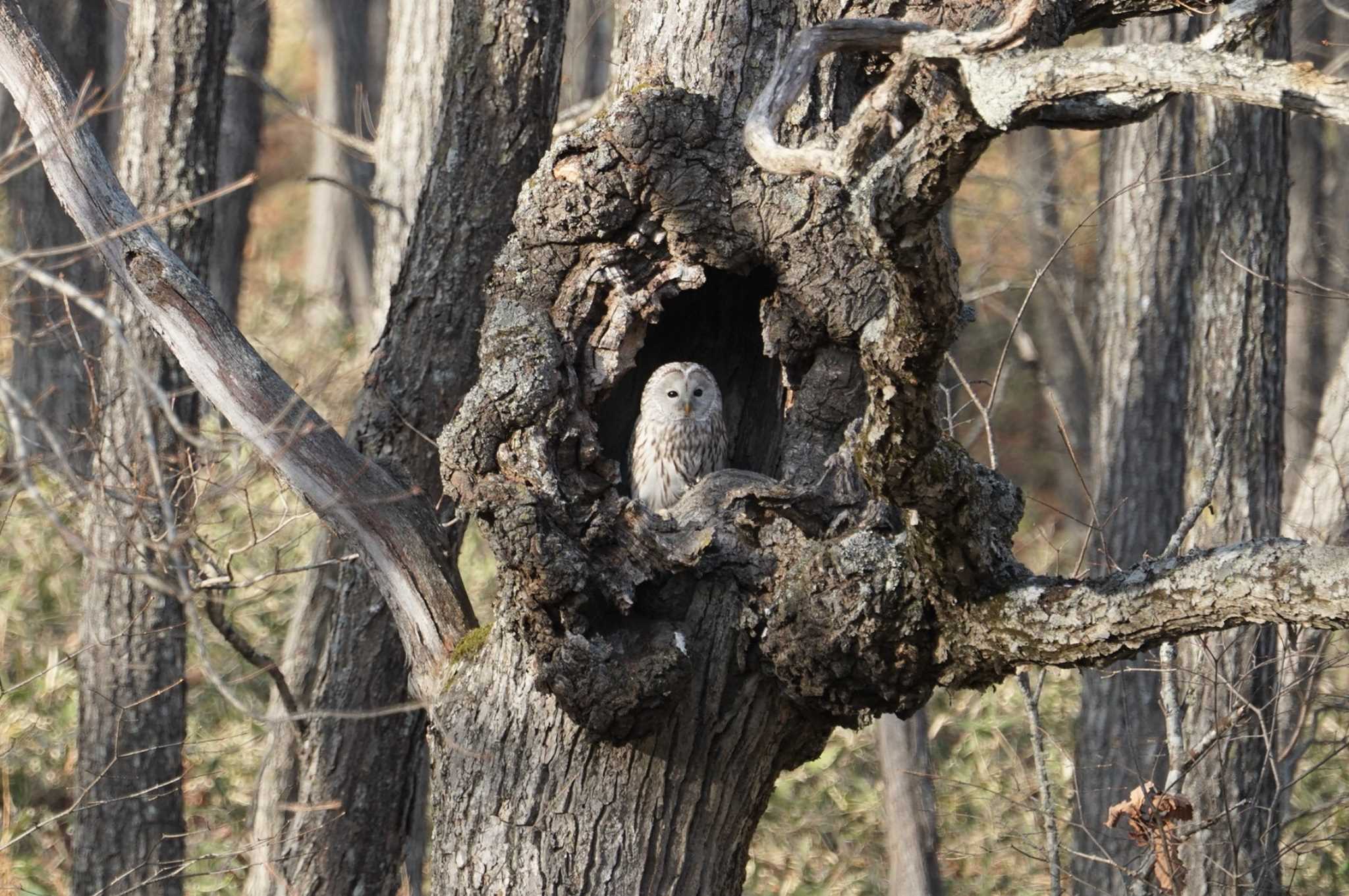 Photo of Ural Owl(japonica) at 道東 by マル