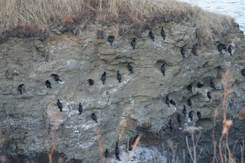 2020年11月30日(月) 道東の野鳥観察記録