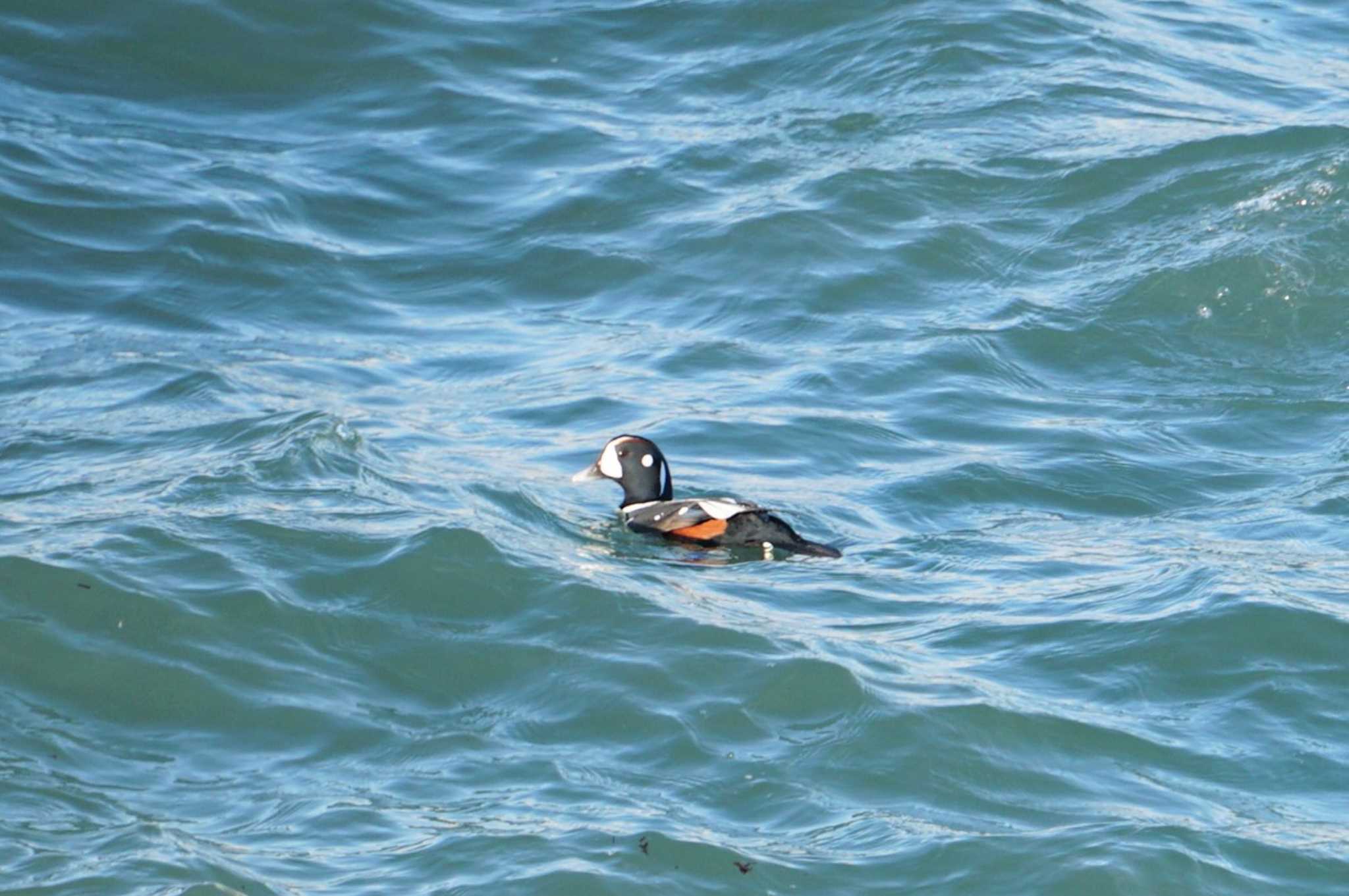 Harlequin Duck