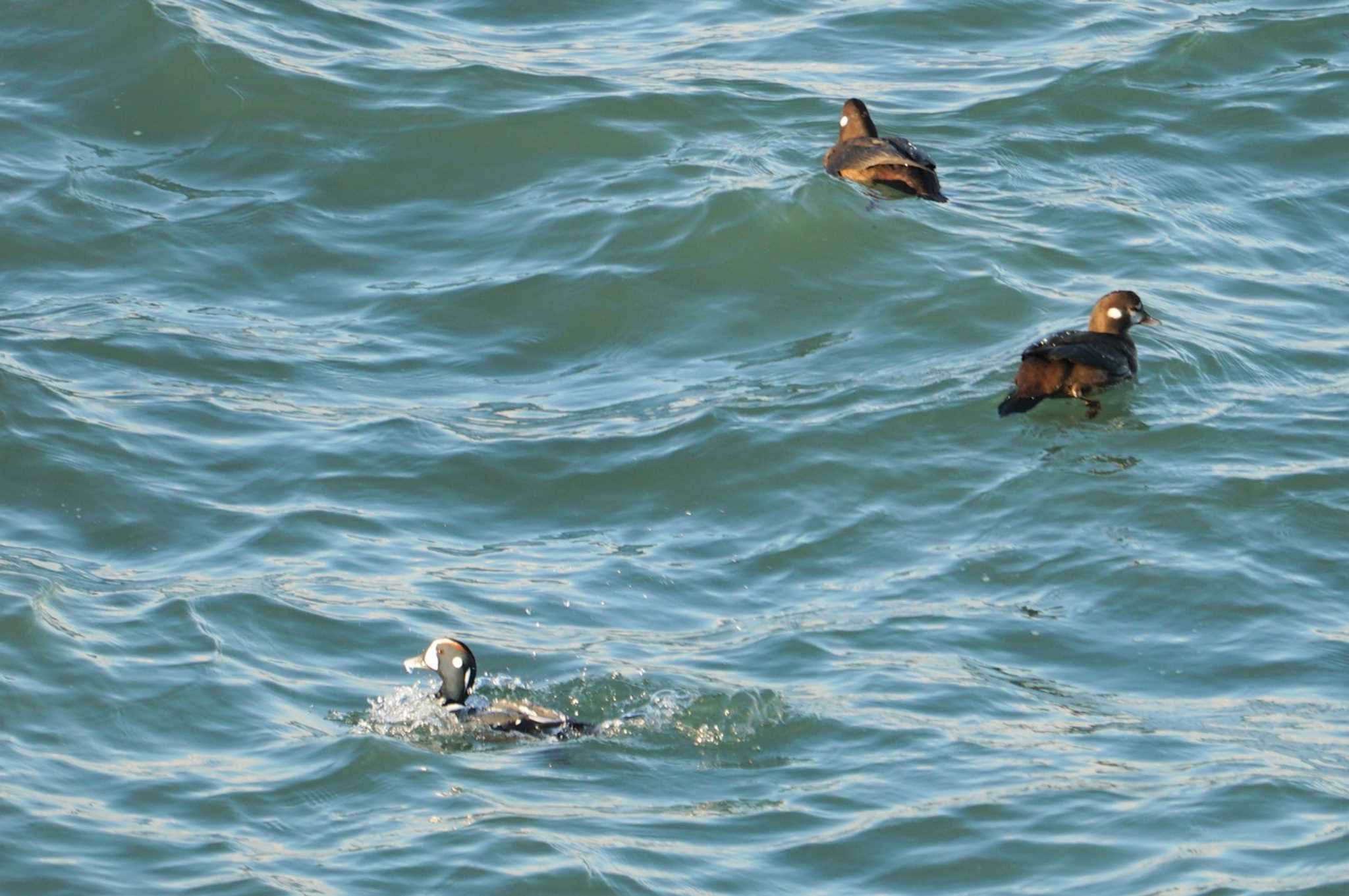 Harlequin Duck