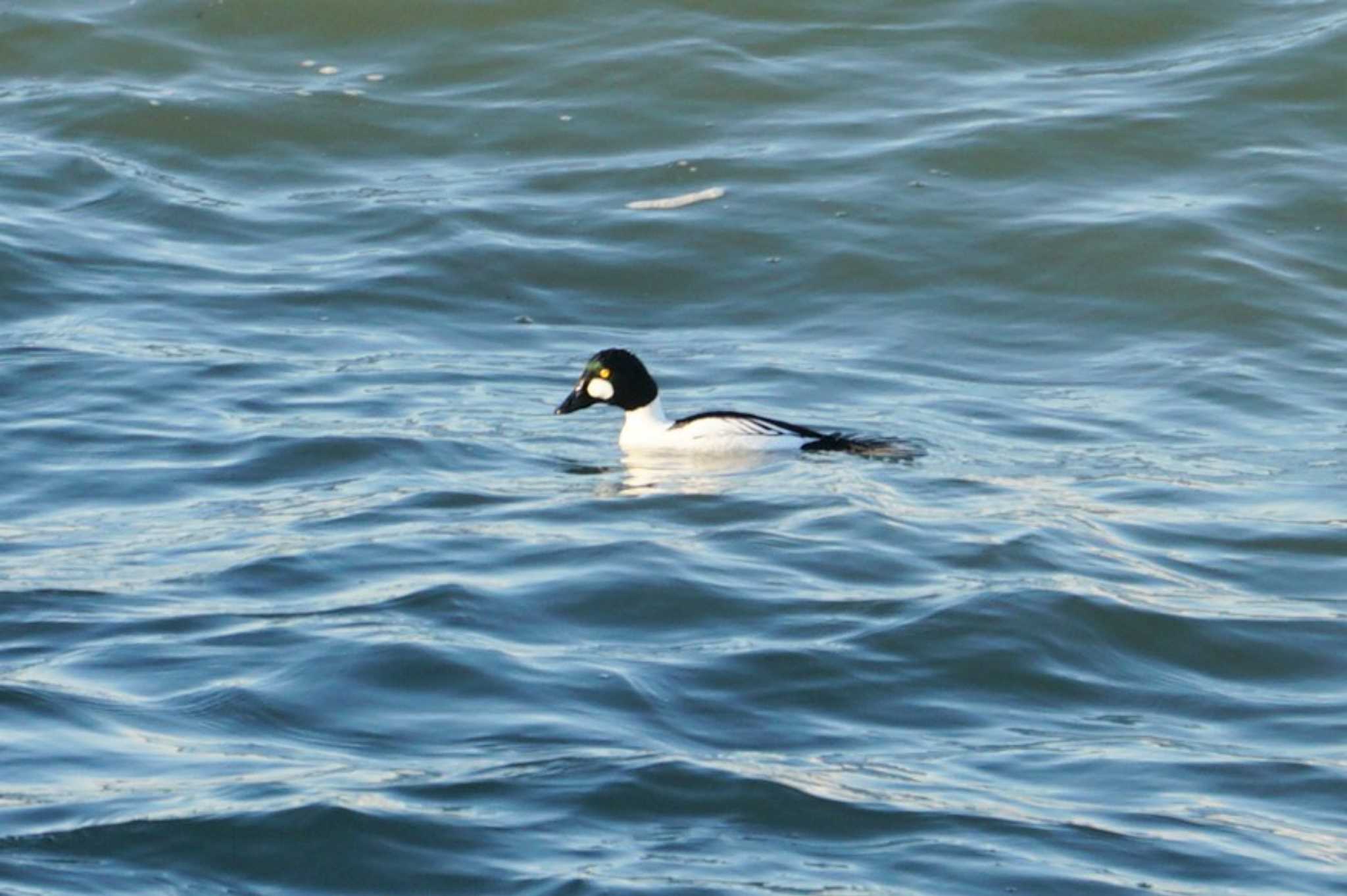 Photo of Common Goldeneye at 道東 by マル