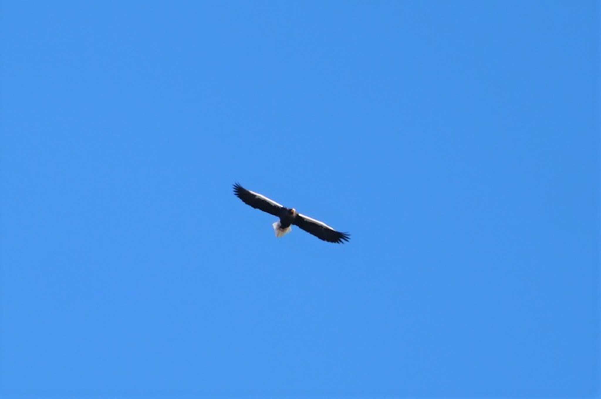 Photo of Steller's Sea Eagle at 道東 by マル