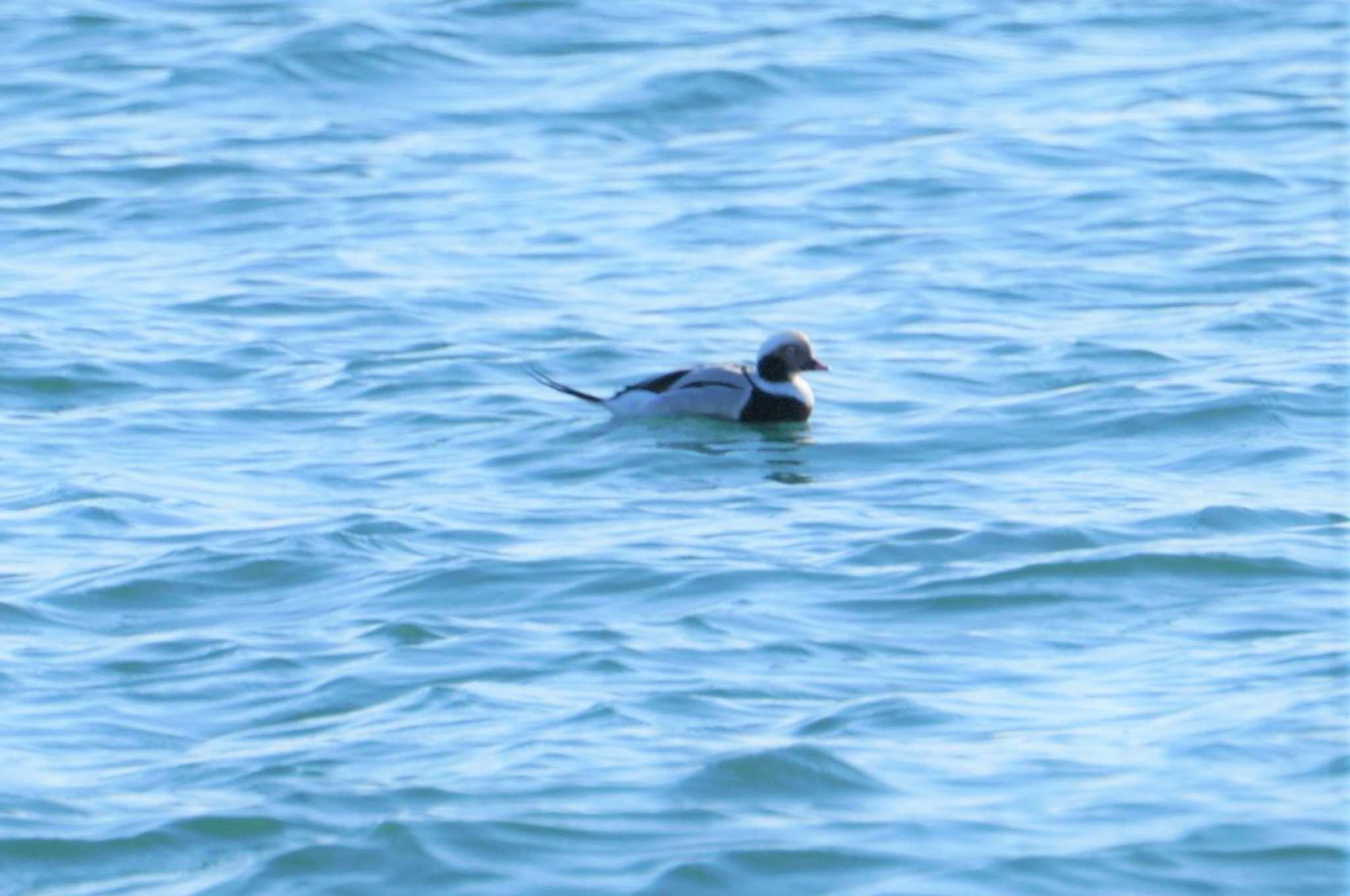 Long-tailed Duck