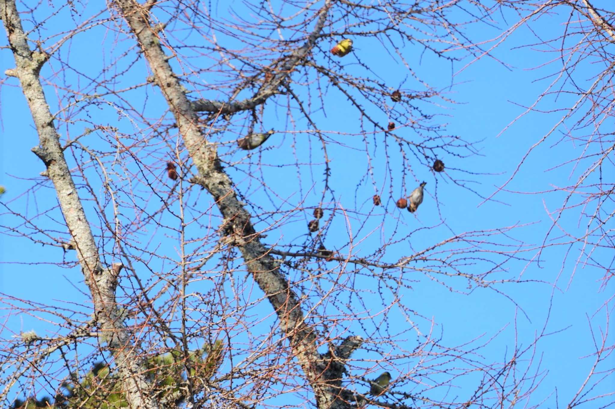 Eurasian Siskin