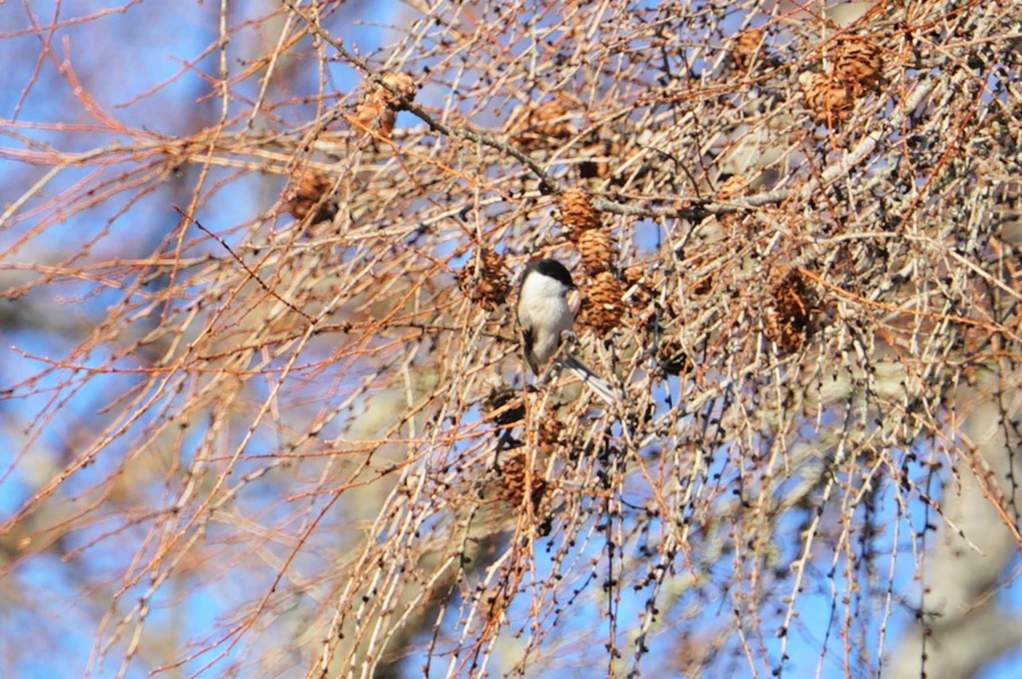 Marsh Tit