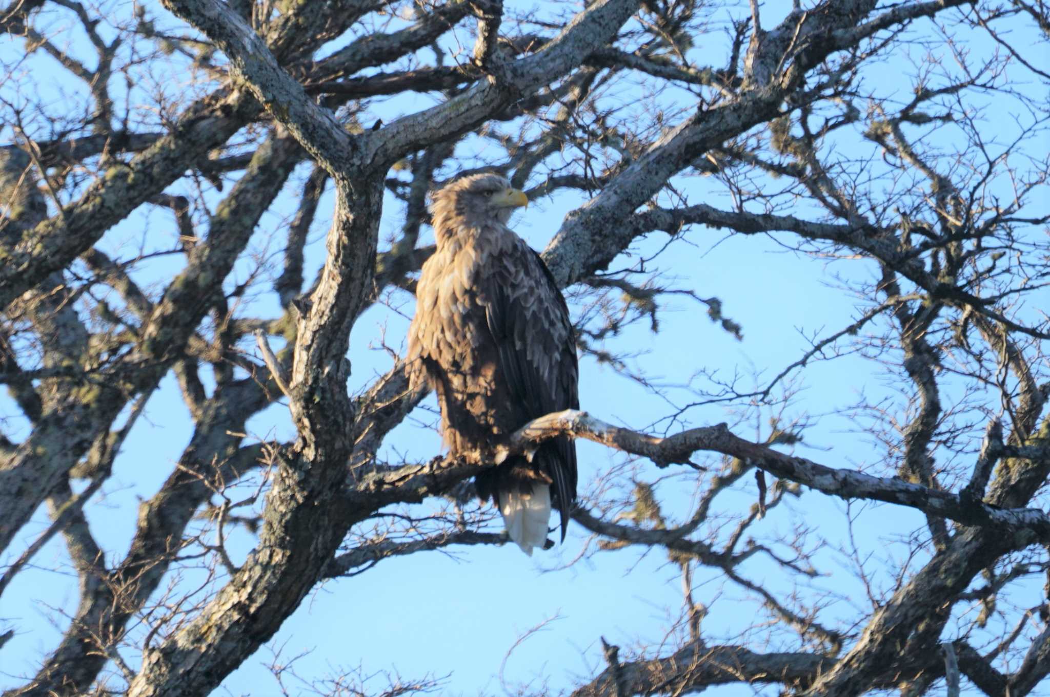 White-tailed Eagle