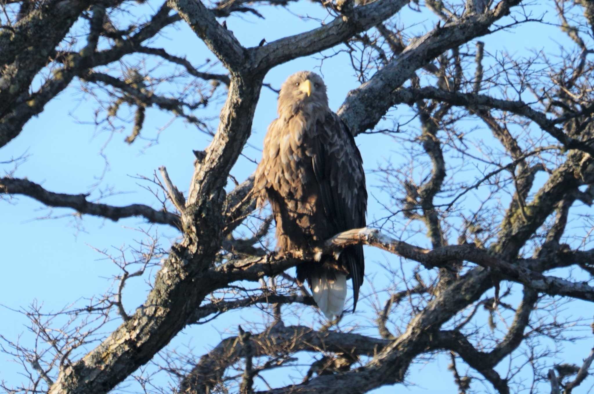 White-tailed Eagle