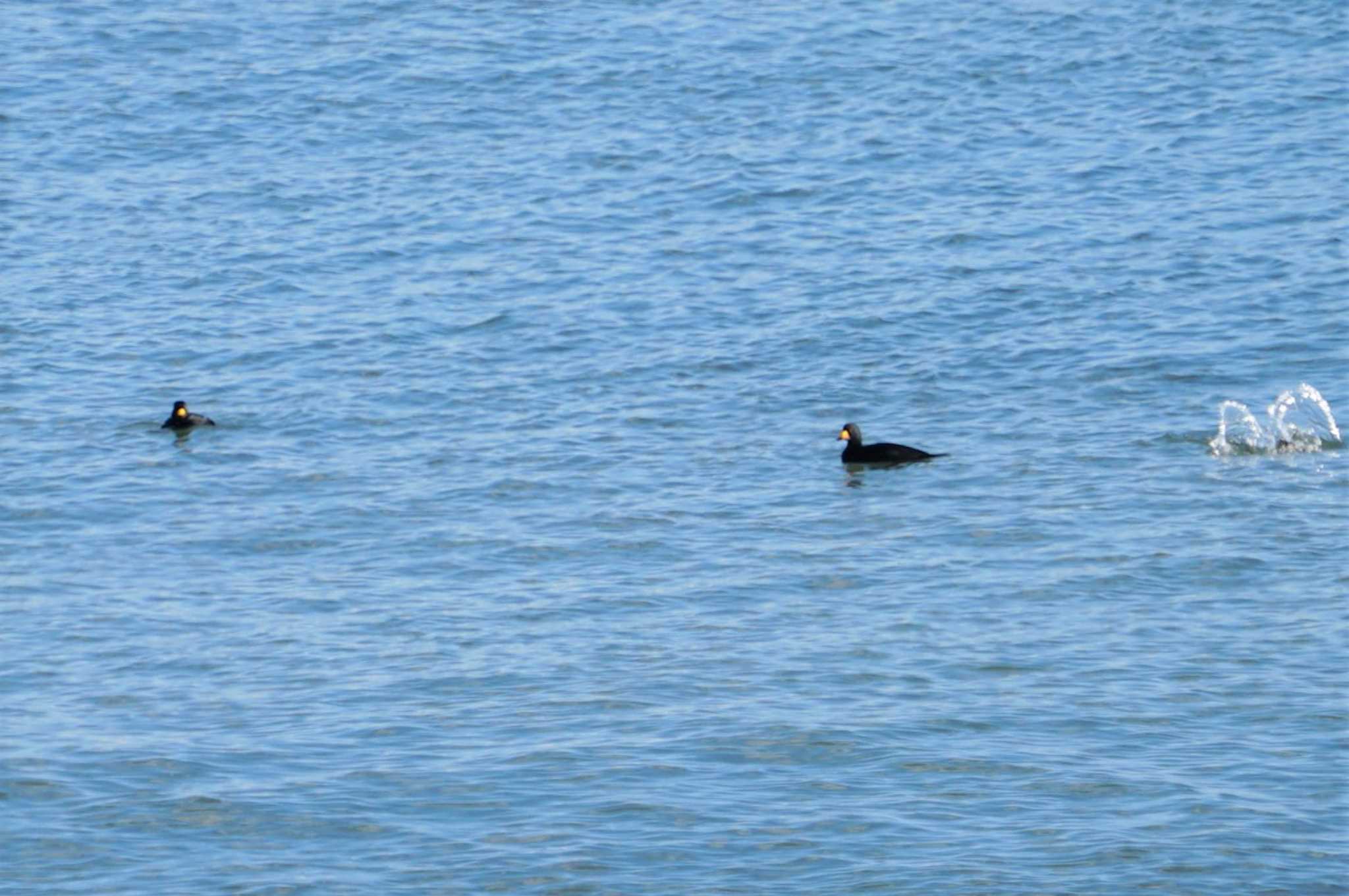 Photo of Black Scoter at 道東 by マル