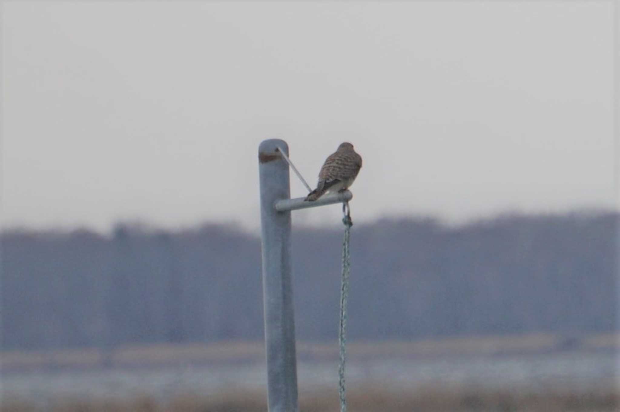 アカアシチョウゲンボウ