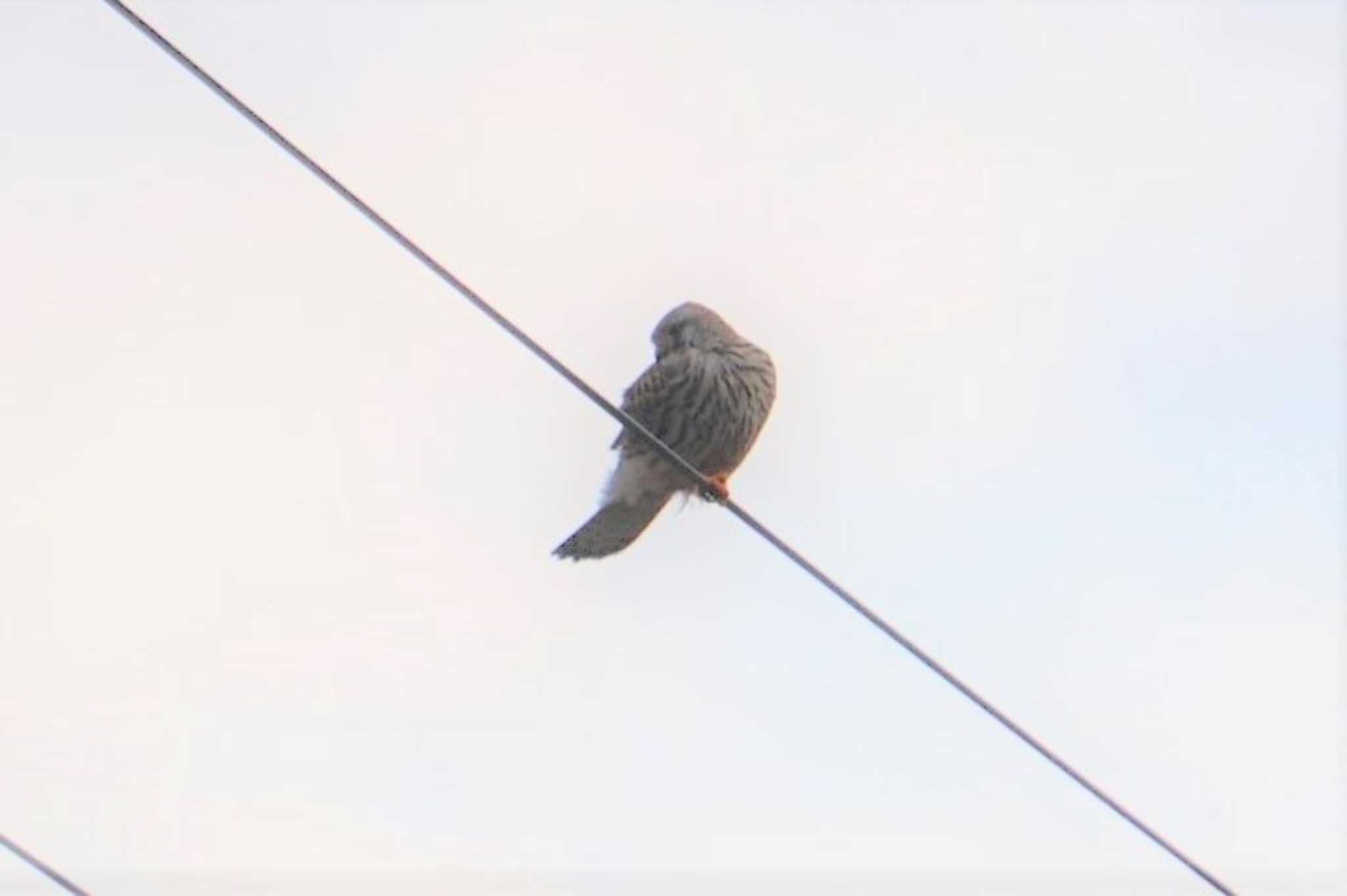 Photo of Amur Falcon at 道東 by マル