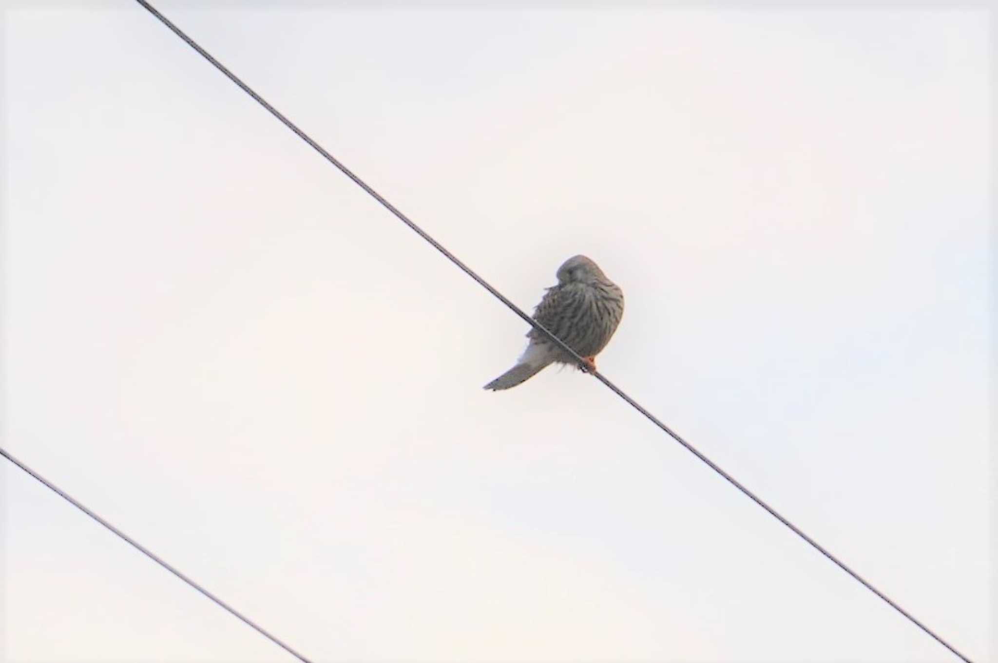 アカアシチョウゲンボウ