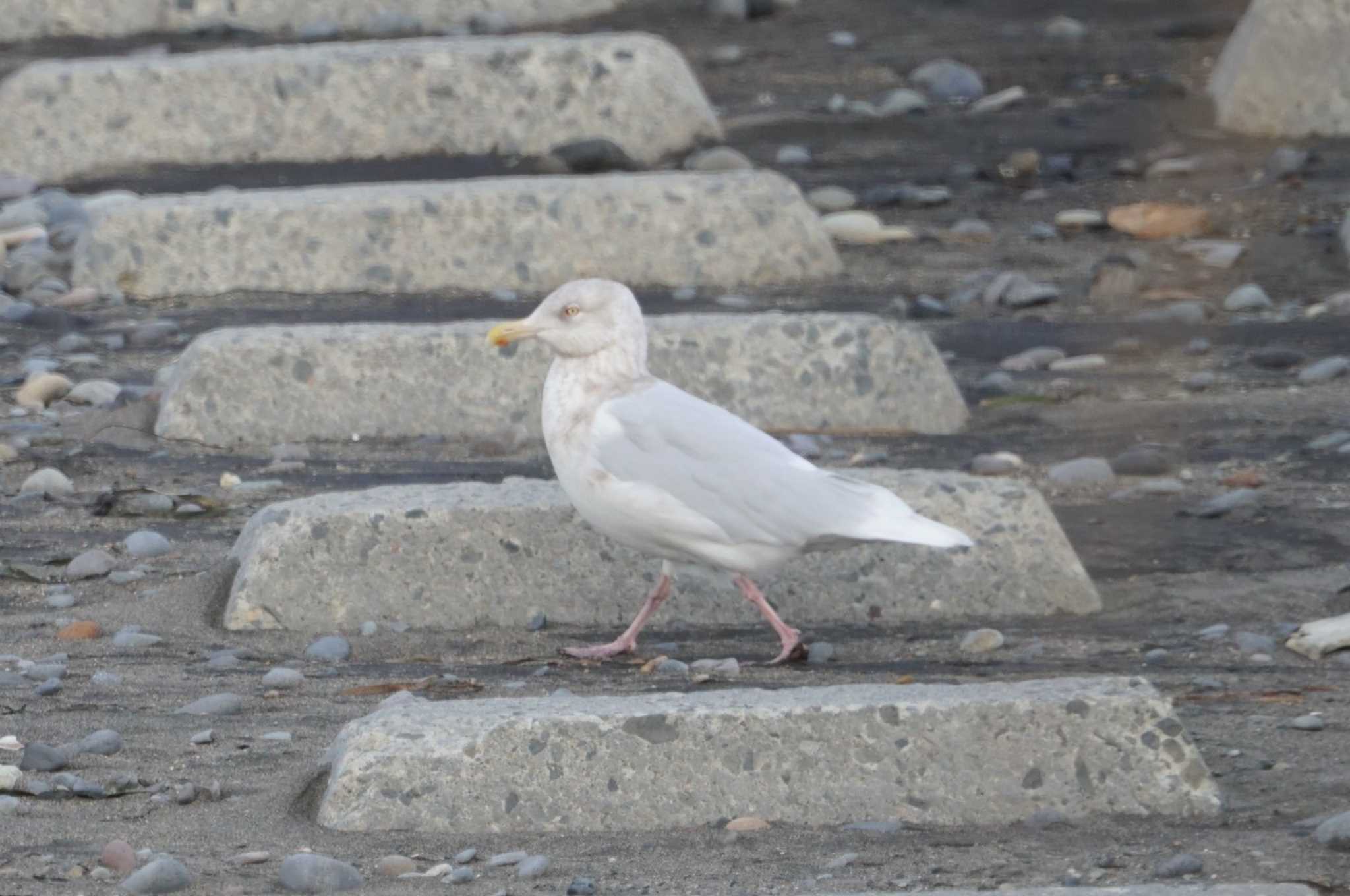 Glaucous Gull