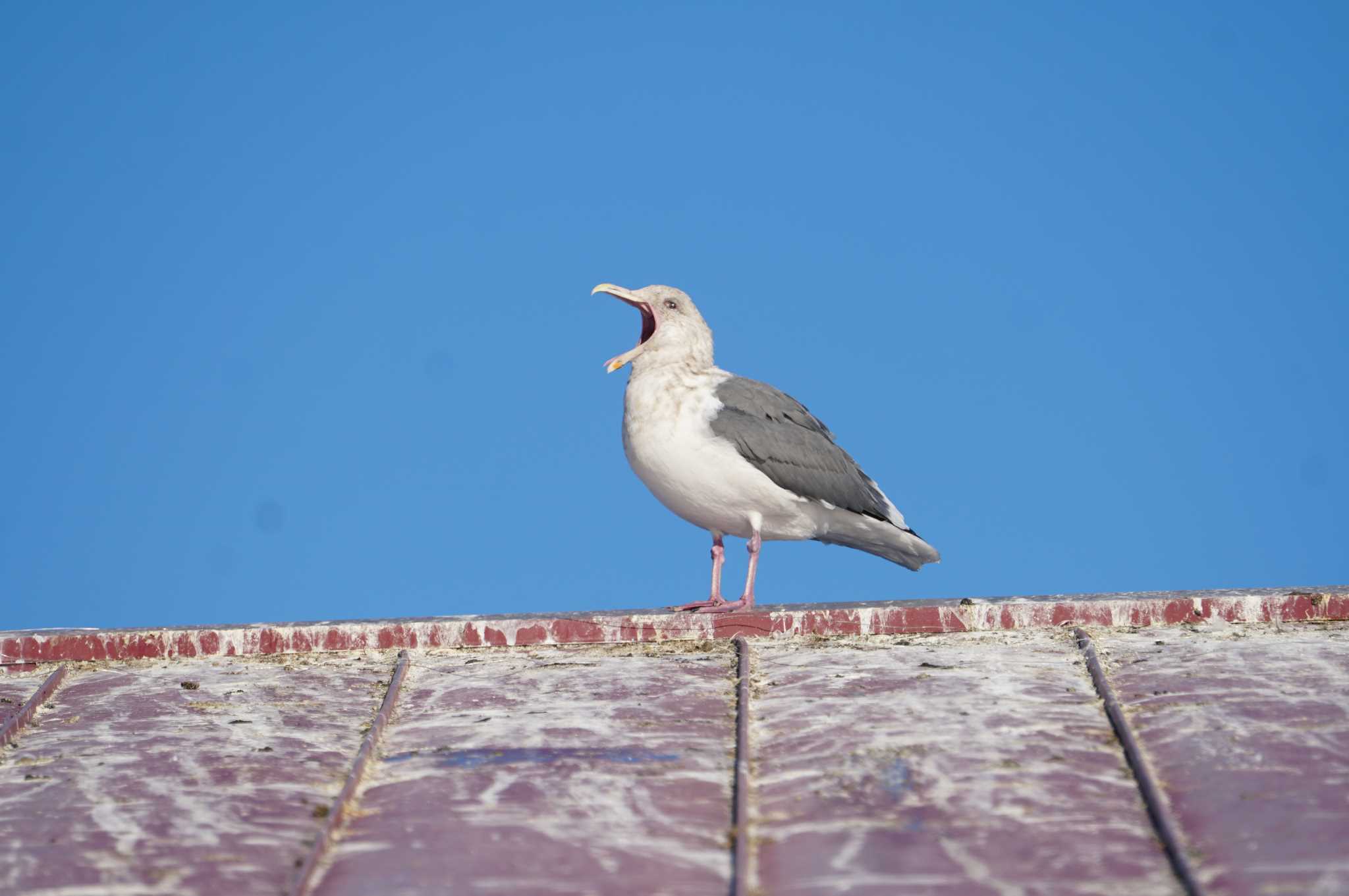 Slaty-backed Gull