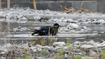 Carrion Crow いつもの河原 Mon, 10/24/2016