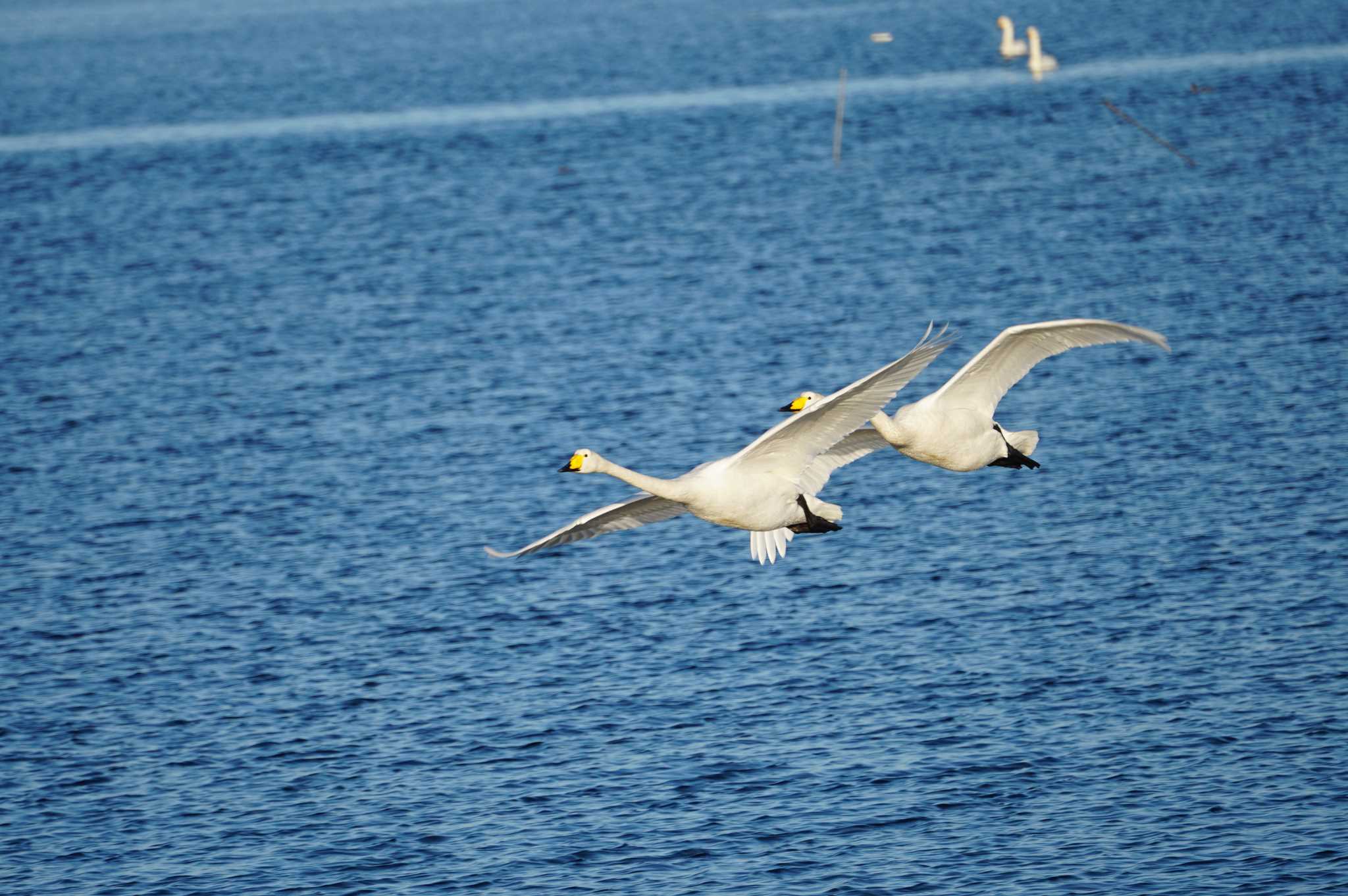 Whooper Swan