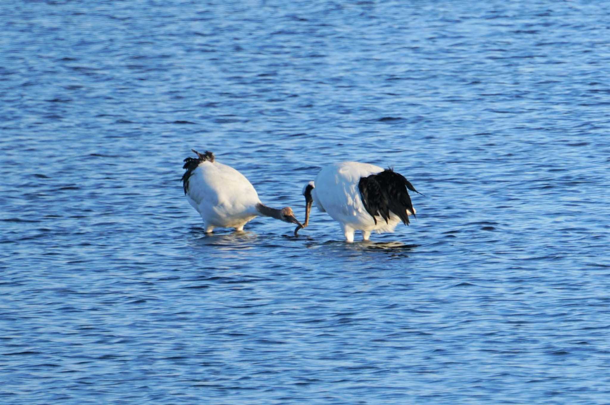 Red-crowned Crane