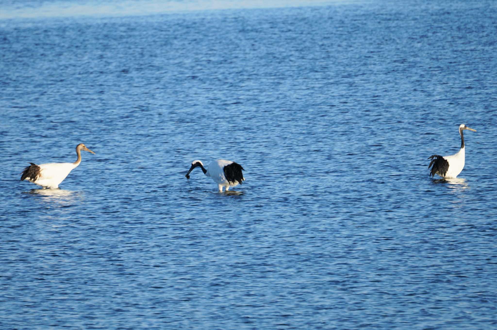 Red-crowned Crane